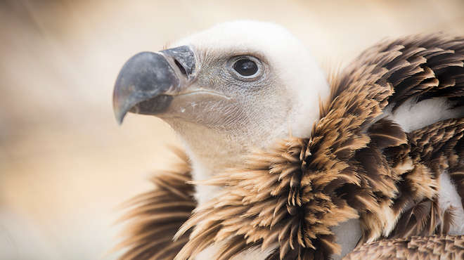 See our beautiful Ruppell's griffon vultures