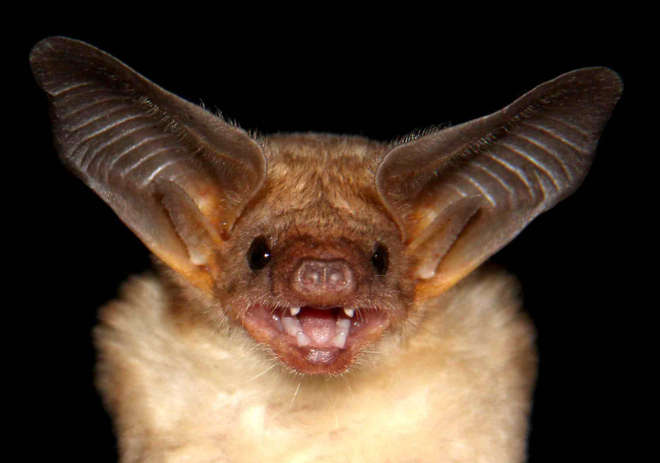 Antrozous pallidus bat - Mexico