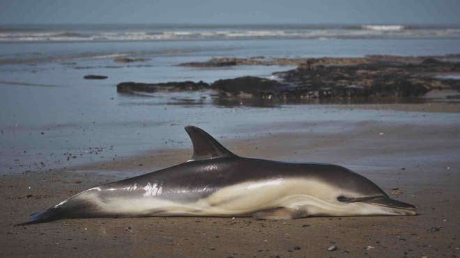 Common dolphin stranded in Cardigan Bay, Wales. 