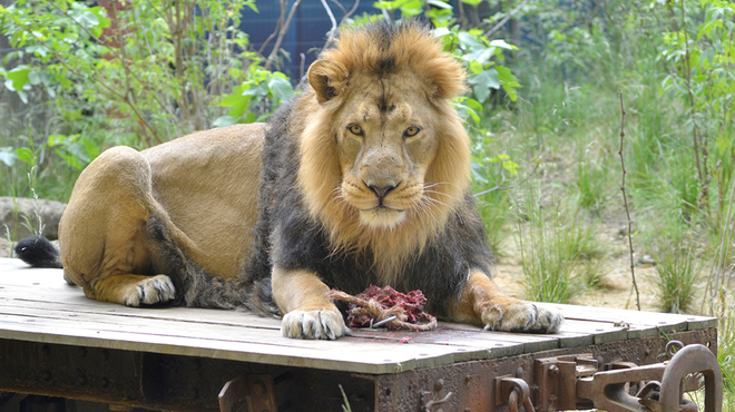 Gir Lion Lodge at ZSL London Zoo - Bhanu, our male Asiatic lion