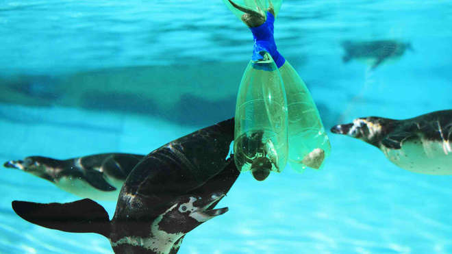 Humboldt penguins investigate recycled plastic bottles at ZSL London Zoo