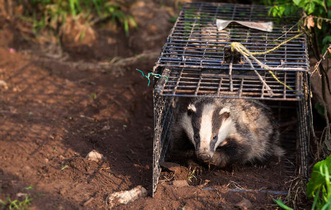 Badger tracking release