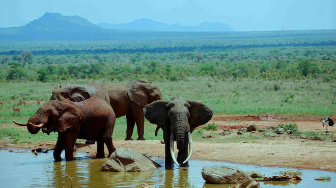 African elephants 