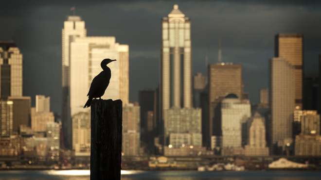 Cormorant in a city