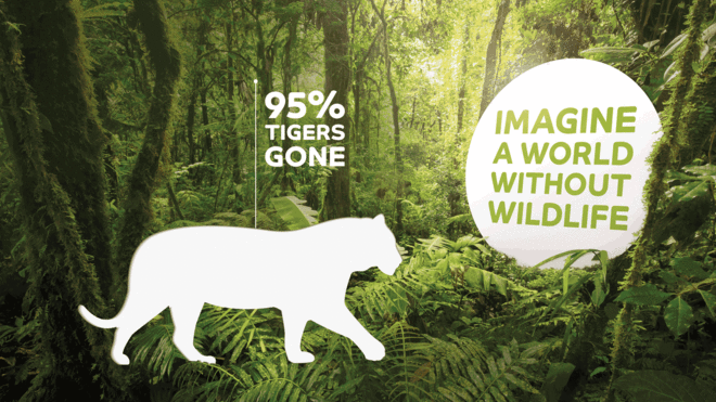 With Wildlife campaign image Tiger