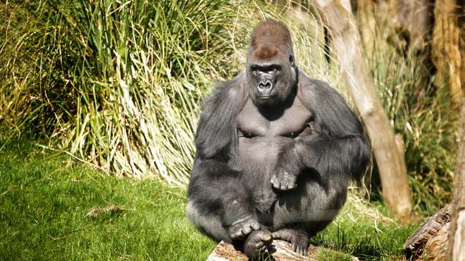 Kumbuka the Silverback Gorilla at ZSL London Zoo