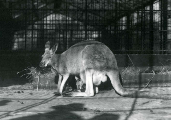 Historic black and white photograph of a kangaroo with young it the pouch