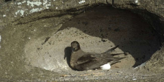 Round Island Petrel nesting