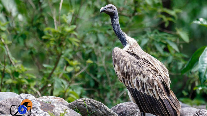 Slender billed vulture 