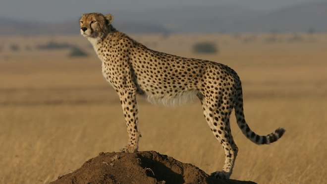 Tanzania Cheetah_Sarah Durant