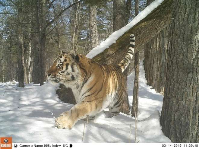 Amur tiger caught on camera trap