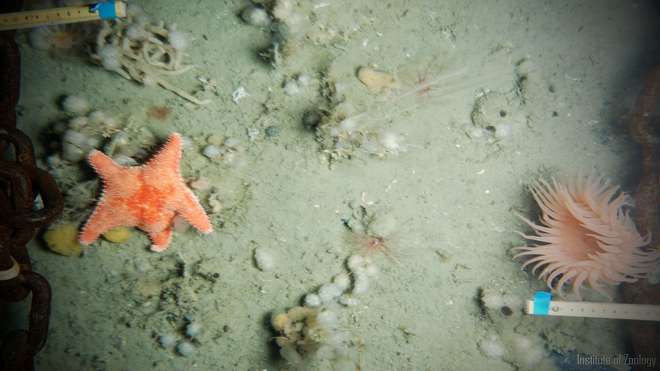 Sea anemone and starfish