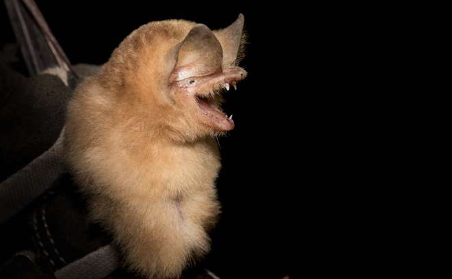 Cuban greater funnel-eared bat