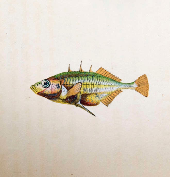Colourful print in yellow and green of a three spined stickleback
