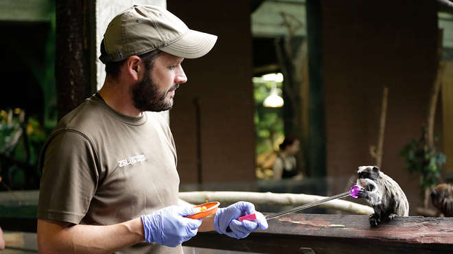 Jim Mackie training an emperor tamarin at ZSL London Zoo
