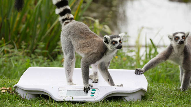 Ring-tailed lemur on scales at Zoo weigh-in