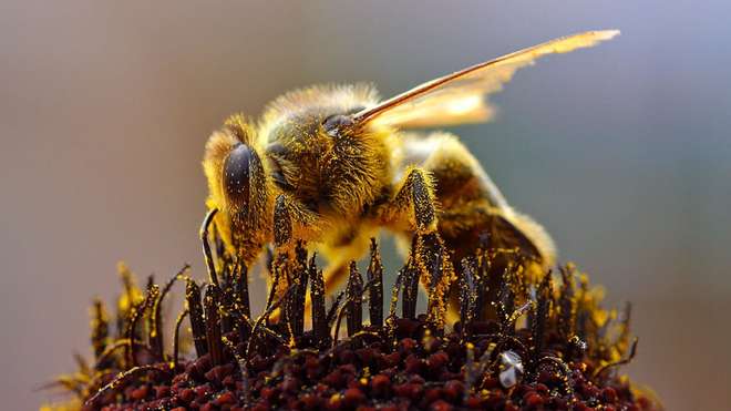 Bee and pollen_microbes