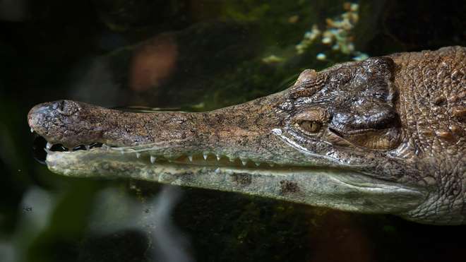 West African slender-snouted crocodile