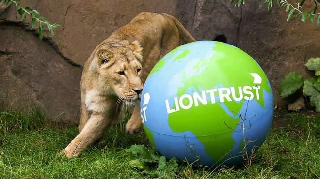World Lion Day at ZSL London Zoo