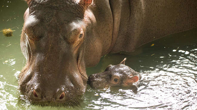Baby hippo Hodor with mum Lola