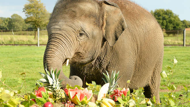 Sam Asian elephant with birthday buffet