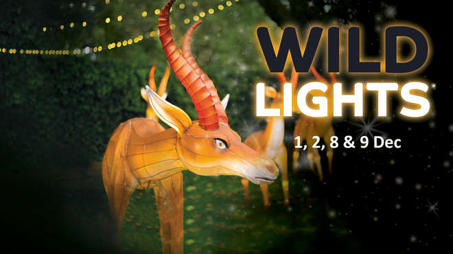 Wild Lights at ZSL Whipsnade Zoo
