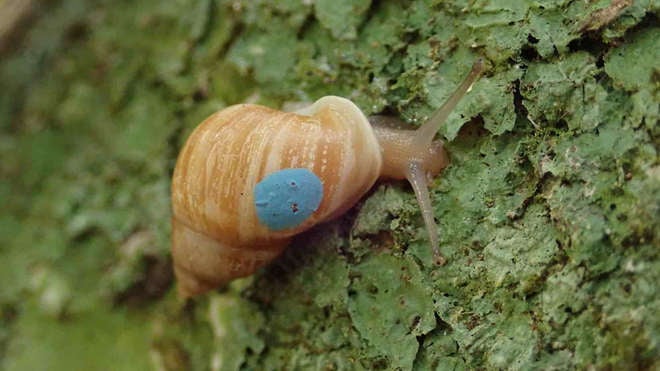 Dispersing Partula snails on tree trunk on Moorea in French Polynesia