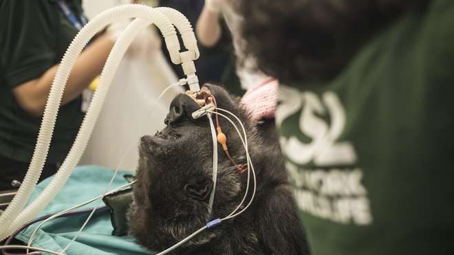 Effie's surgery at ZSL London Zoo