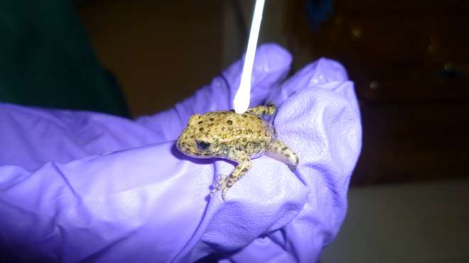 Swabbing a midwife toad