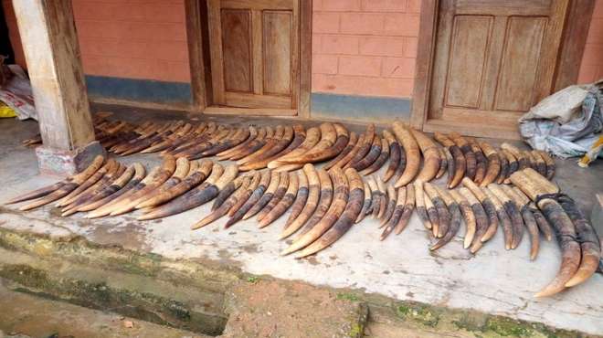A total of 200kg of ivory was seized in Cameroon