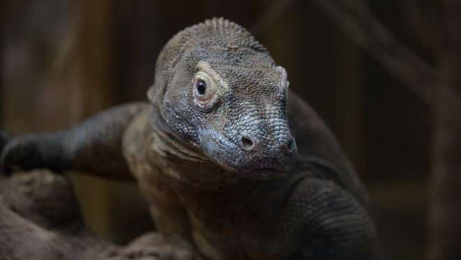 Komodo dragon Ganas at ZSL London Zoo