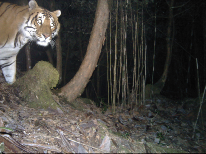 A tiger captured on a camera trap