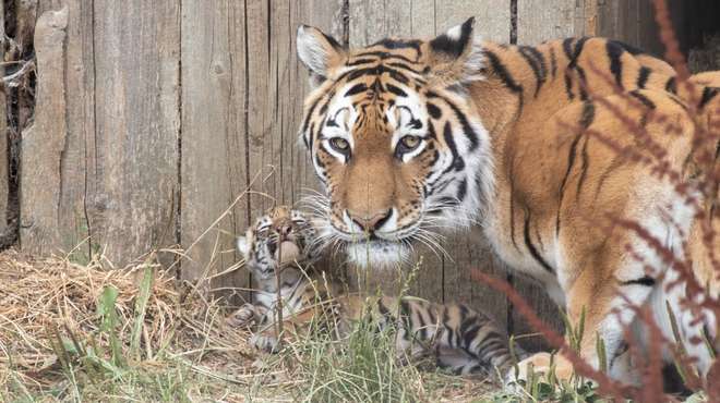Naya and one of her cubs outside