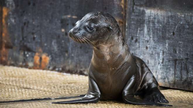 Sea lion pup Hanno was born to first-time mum Lara 