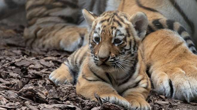 Tiger cub at ZSL Whipsnade Zoo