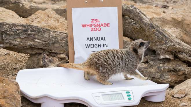 Meerkat on scales at Whipsnade Annual Weigh In