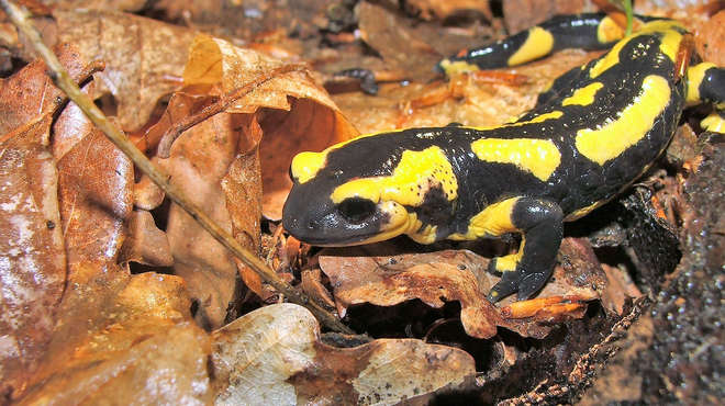 A fire salamander (Salamandra salamandra)