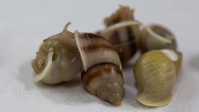 Collections of Partula snails for release