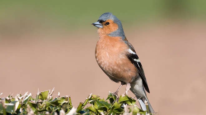 Male chaffinch perched on a fence post