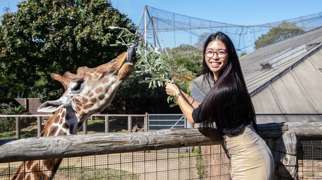 Meet the Giraffes at ZSL London Zoo