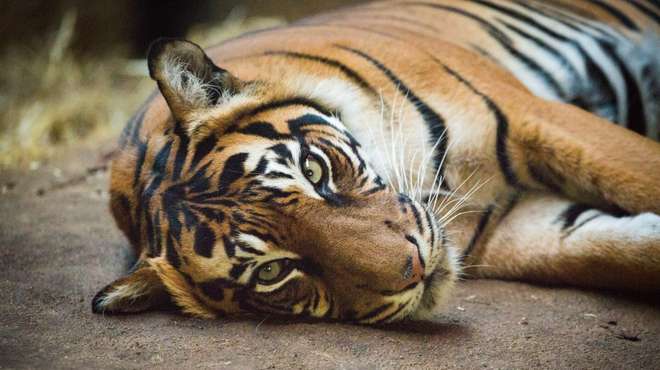 Sumatran tiger Melati at ZSL London Zoo