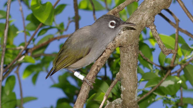 Mauritius olive white-eye sat on a branch