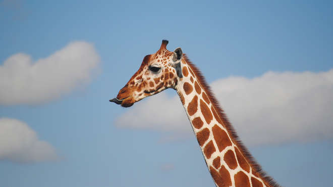 A giraffe sticking it's tongue out