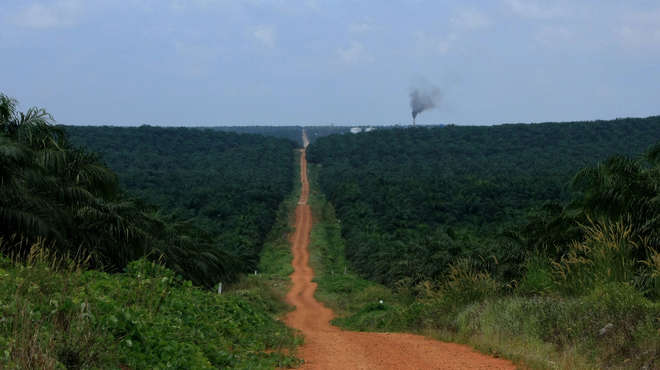 Dirt road cutting through palm plantation with smoking chimney in distance