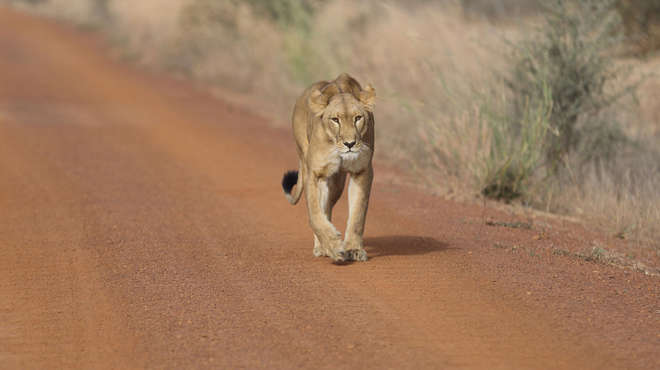 West African lion walking along a dirt track