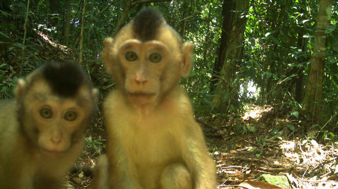 2 pig tailed macaque investigate the camera