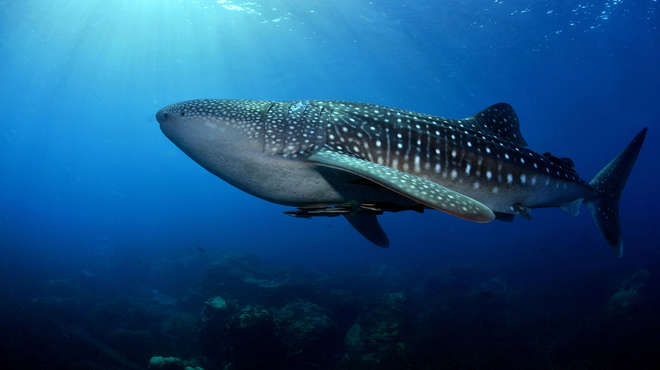 A whale shark swimming above a shoal of fish