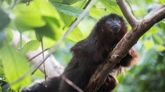 A red titi monkey on a tree branch