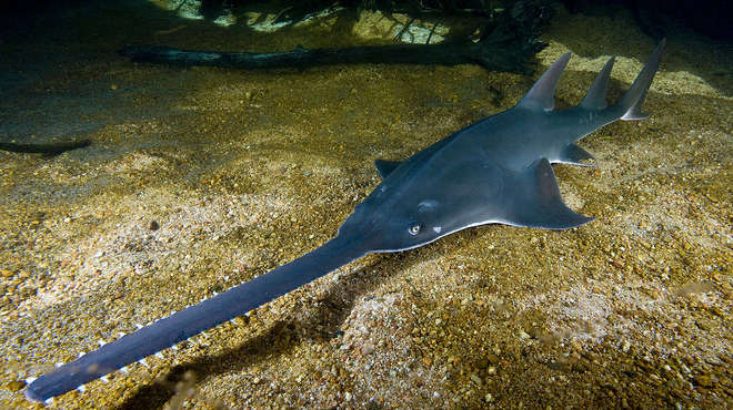 A sawfish in clear water above a gravel bed
