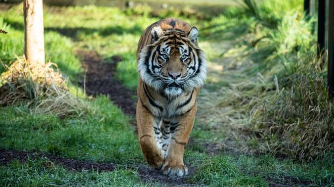 Asim the Sumatran tiger makes his debut at ZSL London Zoo
